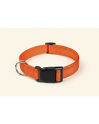 Collier pour chien